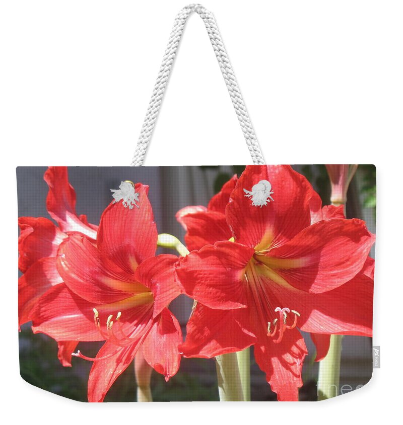 Amaryllis Weekender Tote Bag featuring the photograph Red Amaryllis by Kume Bryant