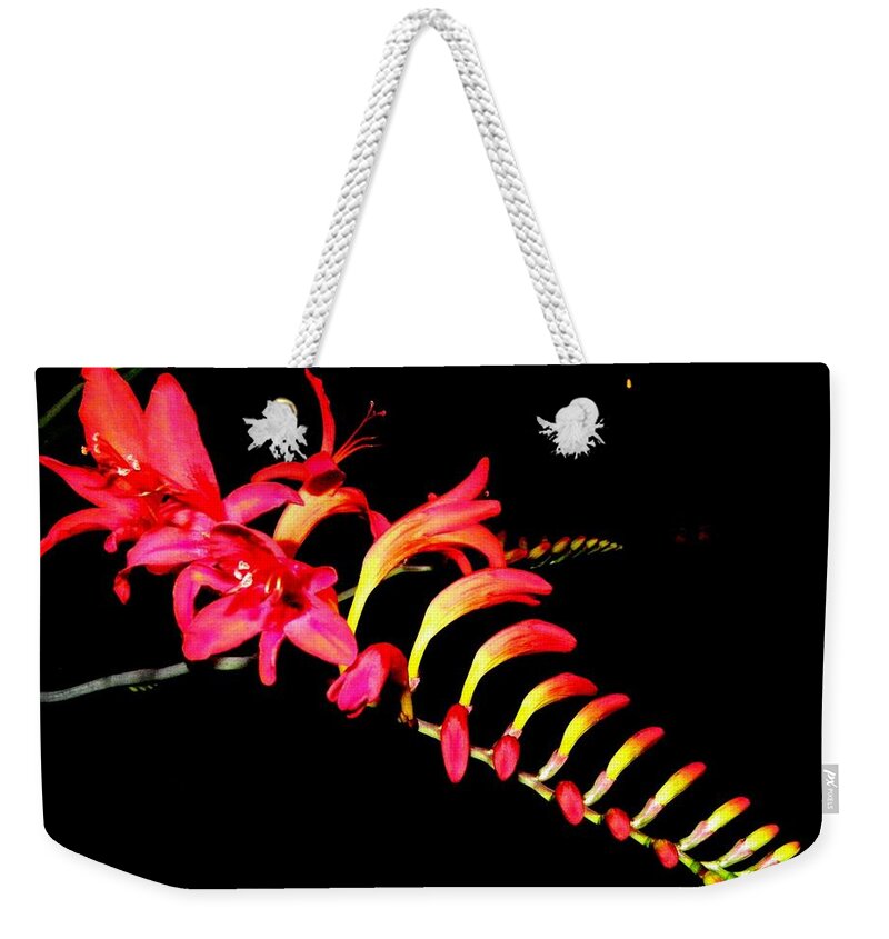 Red Weekender Tote Bag featuring the photograph Red Beauty by Kim Galluzzo Wozniak