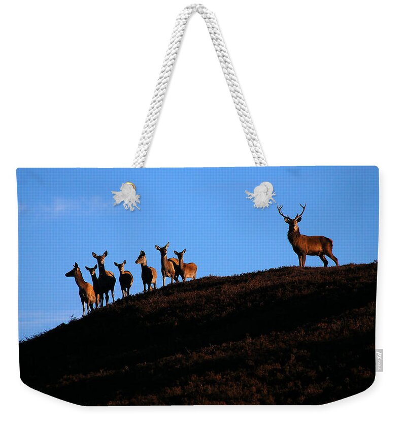 Red Deer Stag Weekender Tote Bag featuring the photograph Red deer group by Gavin Macrae