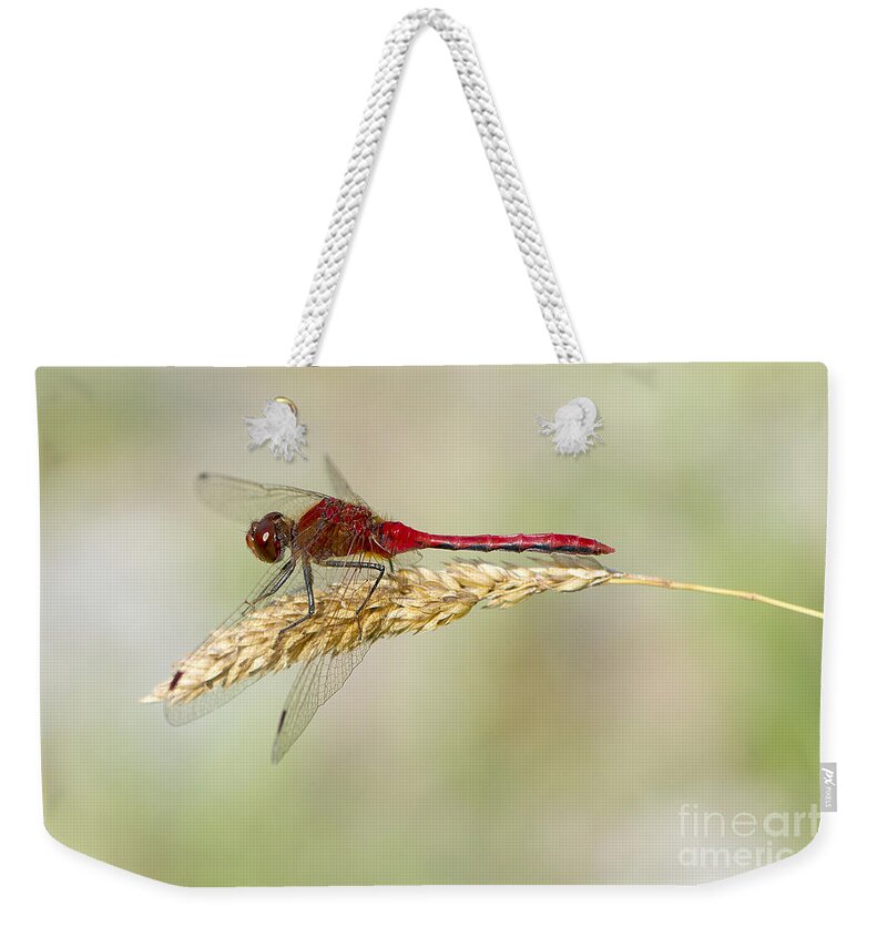 Red Dragonfly Weekender Tote Bag featuring the photograph Red Dragonfly by Sharon Talson