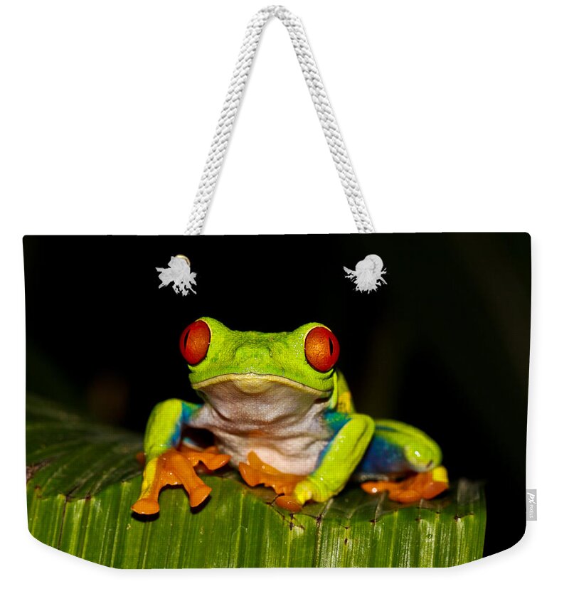 Frog Weekender Tote Bag featuring the photograph Red Eyes 1 by Tom and Pat Cory