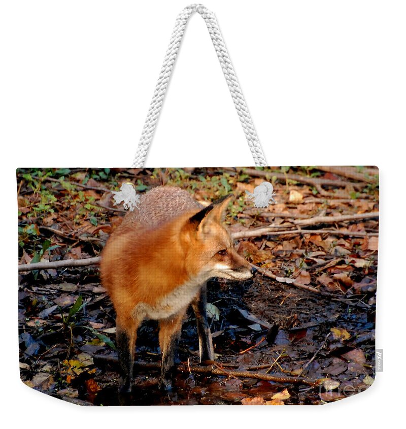 Fox Weekender Tote Bag featuring the photograph Red Fox At The Rivers Edge by Kathy Baccari