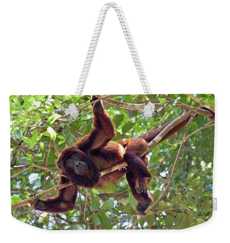 Mp Weekender Tote Bag featuring the photograph Red Howler Monkey Alouatta Seniculus by Konrad Wothe