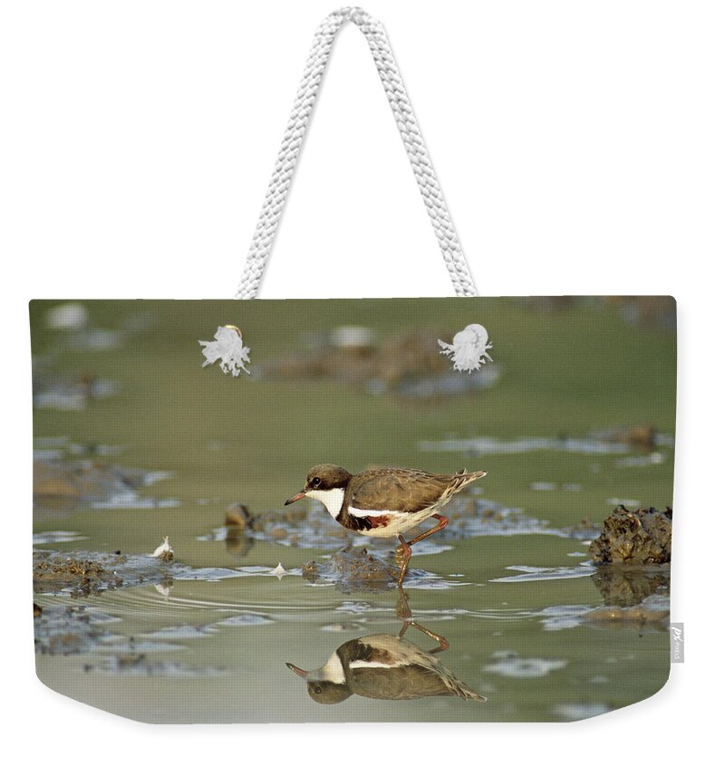 Npl Weekender Tote Bag featuring the photograph Red-kneed Dotterel Charadrius Cinctus by Roger Powell