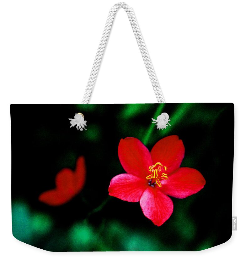 Jatropha Integerrima Weekender Tote Bag featuring the photograph Red Petaled Dream by Jennifer Bright Burr