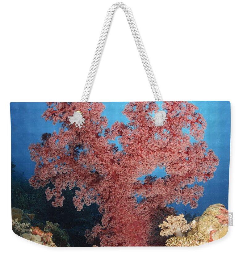 Sea Life Weekender Tote Bag featuring the photograph Red Soft Coral, Australia by Todd Winner