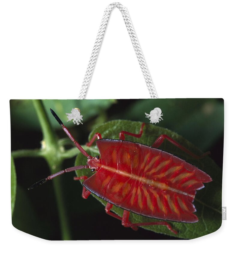Mp Weekender Tote Bag featuring the photograph Red Stink Bug Pycanum Rubeus, Northeast by Gerry Ellis