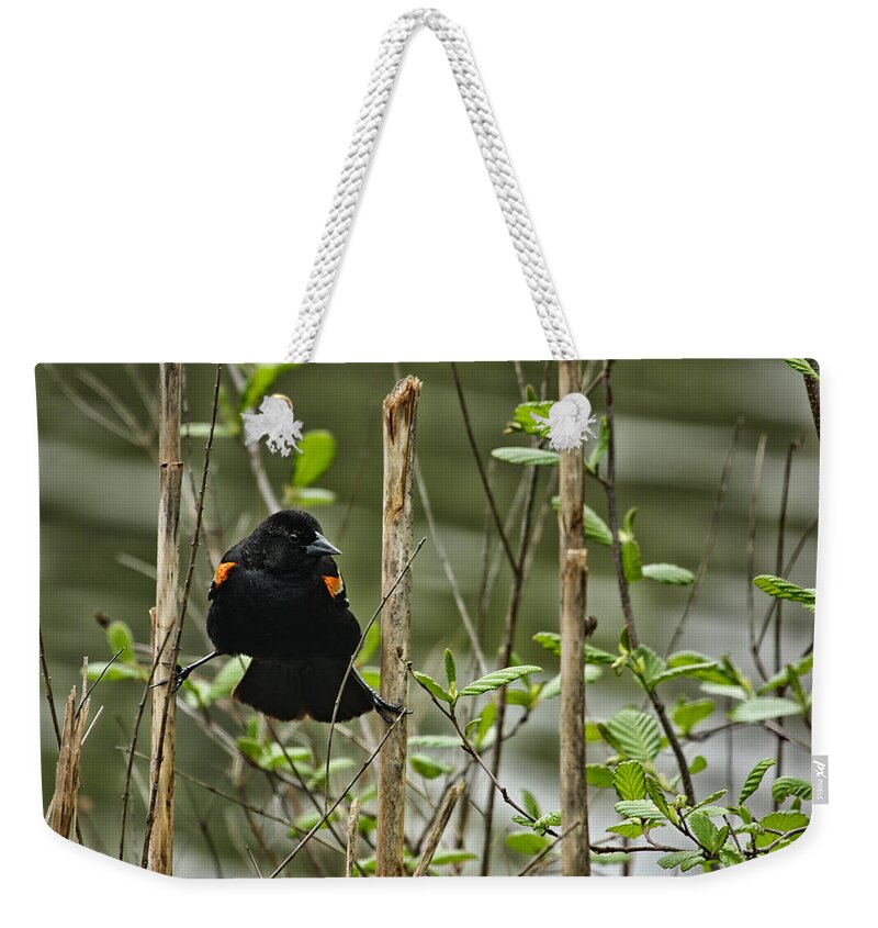 Red Winged Weekender Tote Bag featuring the photograph Red Winged by Karol Livote