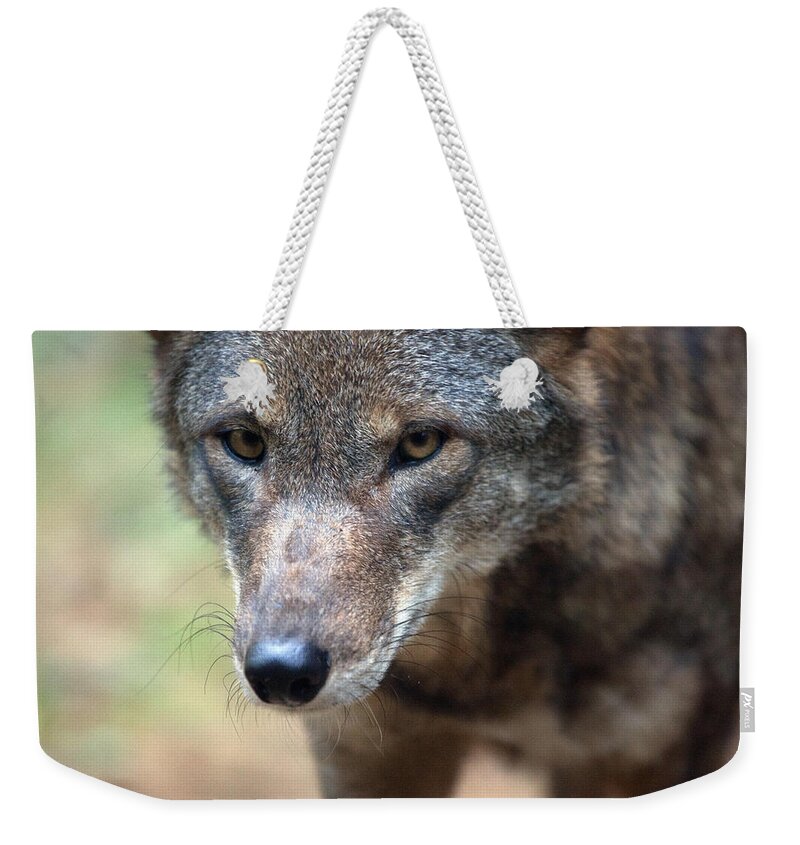 Wolf Weekender Tote Bag featuring the photograph Red Wolf Closeup by Karol Livote