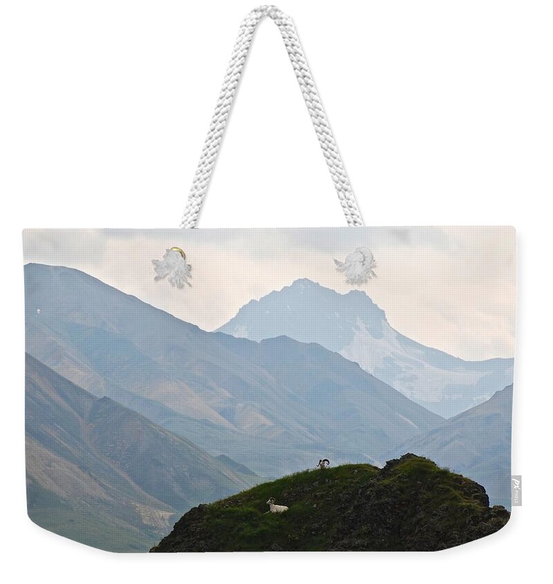 Danali National Park Weekender Tote Bag featuring the photograph Resting Dall Sheep by Eric Tressler