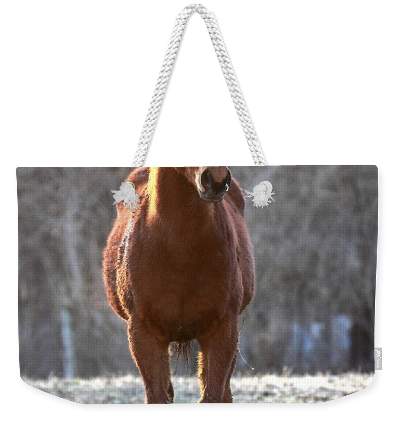  Weekender Tote Bag featuring the photograph 'Riddle Me This' by PJQandFriends Photography
