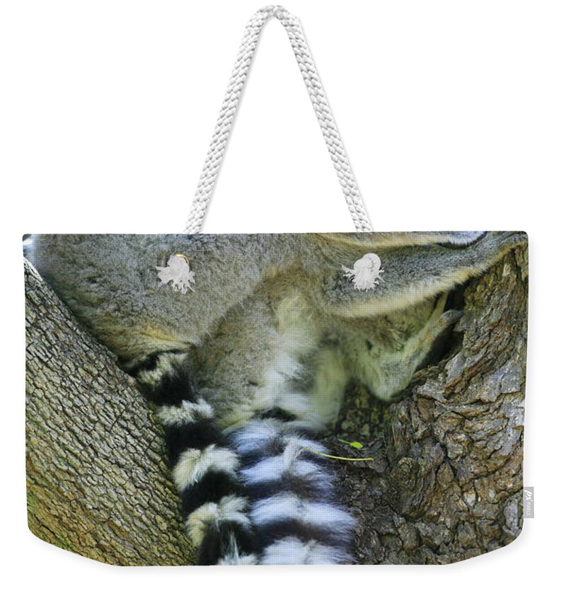 00621139 Weekender Tote Bag featuring the photograph Ring-tailed Lemurs Madagascar by Cyril Ruoso