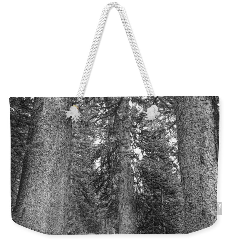 Colorado Weekender Tote Bag featuring the photograph Rocky Mountain Forest Walk BW by James BO Insogna