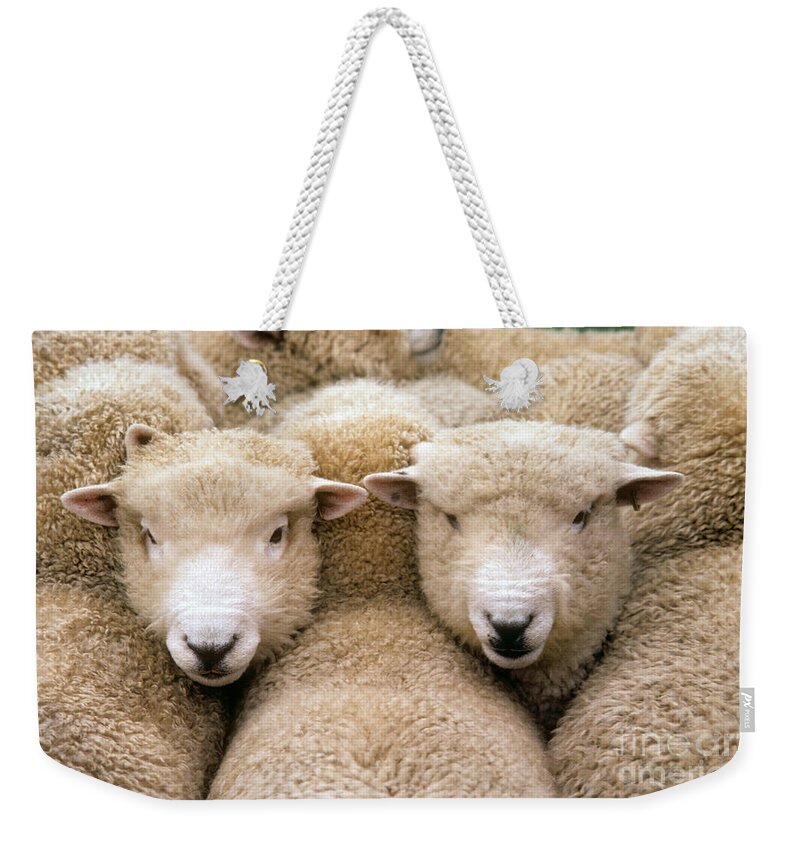 Nature Weekender Tote Bag featuring the photograph Romney Sheep by Gregory G Dimijian and Photo Researchers