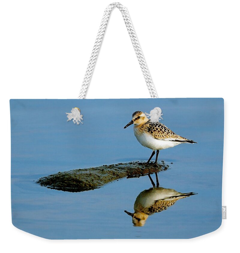 Sanderling Weekender Tote Bag featuring the photograph Sanderling Reflecting by Tony Beck