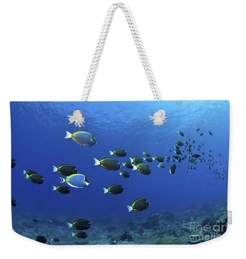 Australia Weekender Tote Bag featuring the photograph School Of Surgeonfish, Christmas by Mathieu Meur