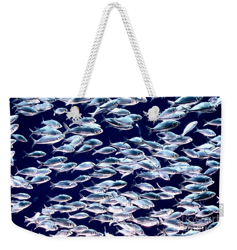 Horizontal Weekender Tote Bag featuring the photograph School of Threadfin Shad by Tom McHugh and Photo Researchers