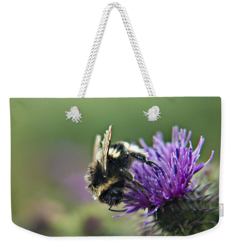 Bee Weekender Tote Bag featuring the photograph Scrufy Old Bee by Vicki Field