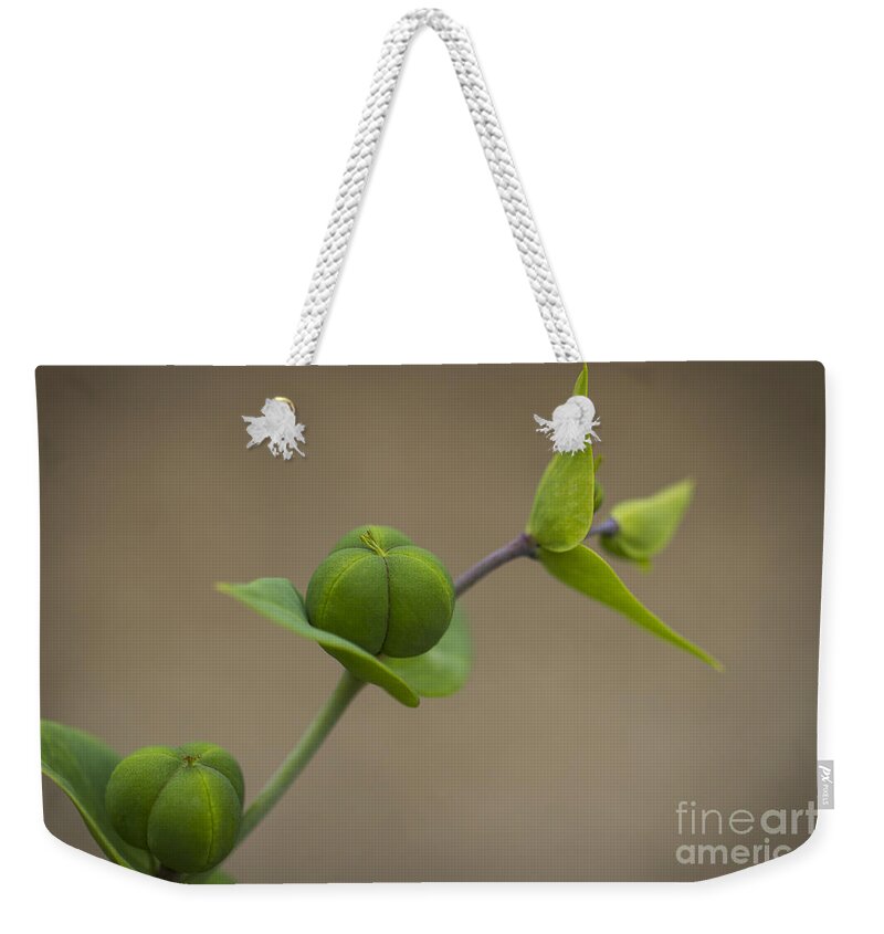 Clare Bambers Weekender Tote Bag featuring the photograph Seed Pods by Clare Bambers