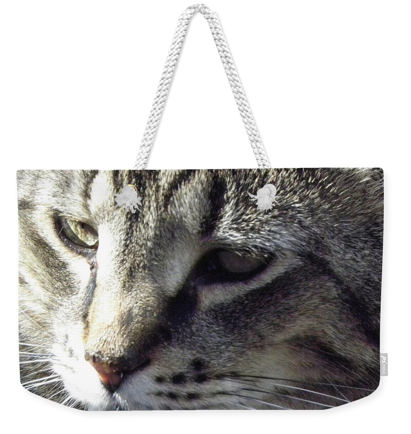 Cat Weekender Tote Bag featuring the photograph Serious by Kim Galluzzo