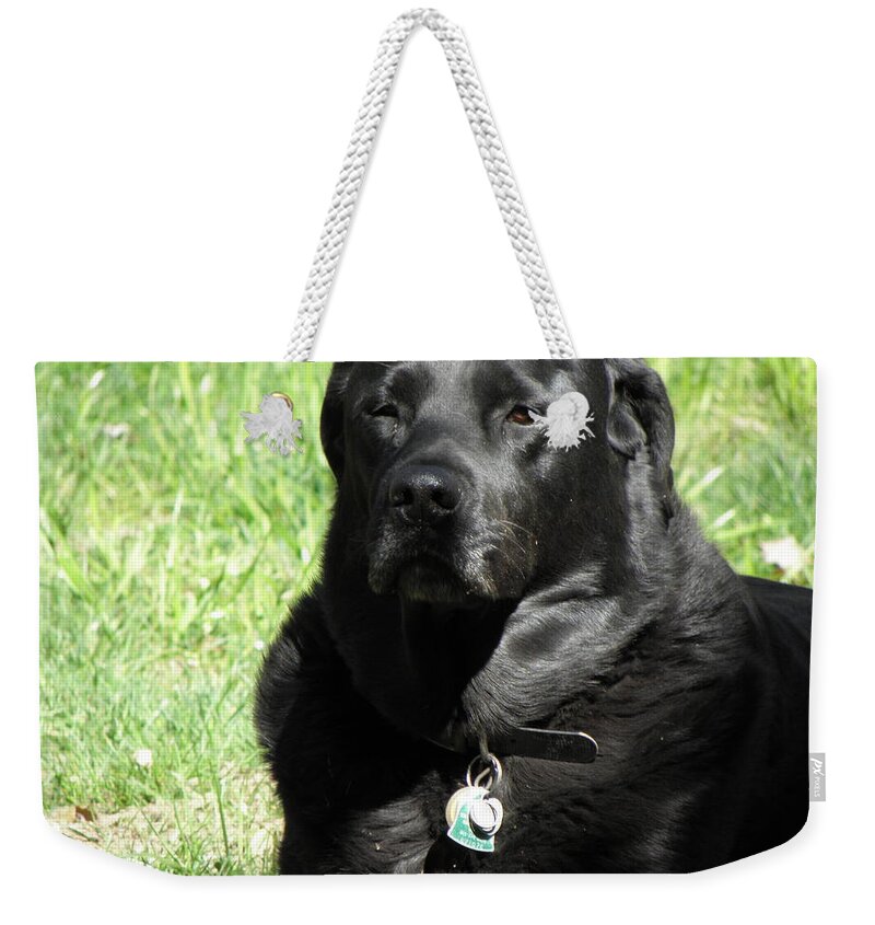 Dog Weekender Tote Bag featuring the photograph Serious Stare Down by Kim Galluzzo