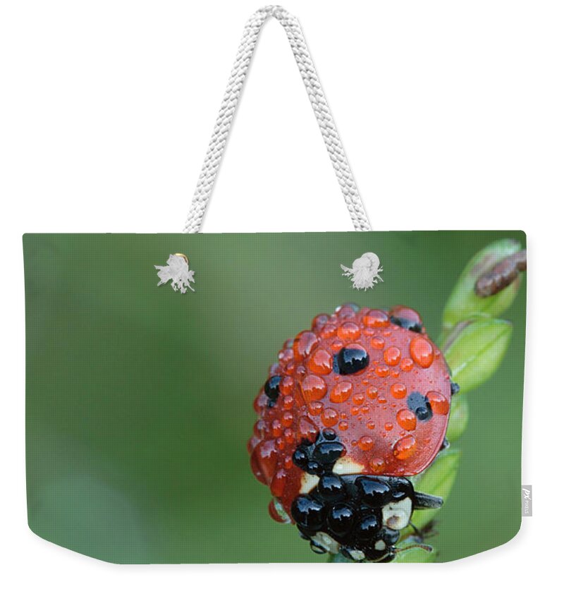 Nature Weekender Tote Bag featuring the photograph Seven-spotted Lady Beetle On Grass With Dew by Daniel Reed