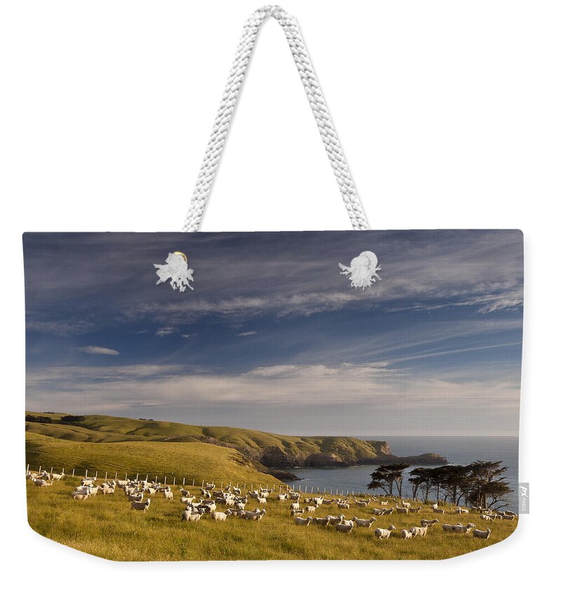 00479627 Weekender Tote Bag featuring the photograph Sheep Grazing In Headland by Colin Monteath