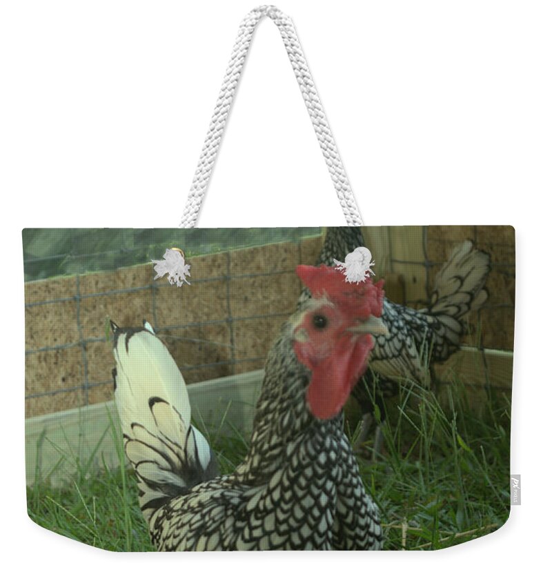 Bird Weekender Tote Bag featuring the photograph Silver Seabright Rooster And Hen by Donna Brown