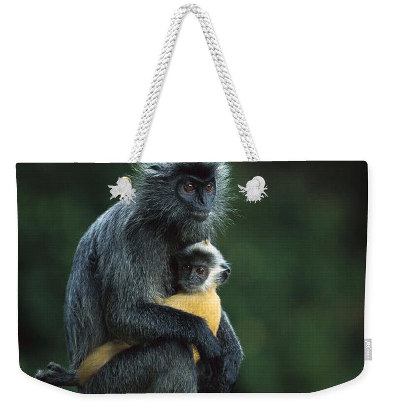 00620192 Weekender Tote Bag featuring the photograph Silvered Leaf Monkey And Baby by Cyril Ruoso