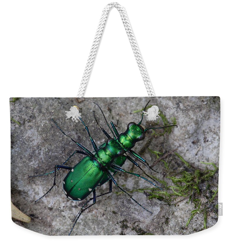 Cicindela Sexguttata Weekender Tote Bag featuring the photograph Six-Spotted Tiger Beetles Copulating by Daniel Reed