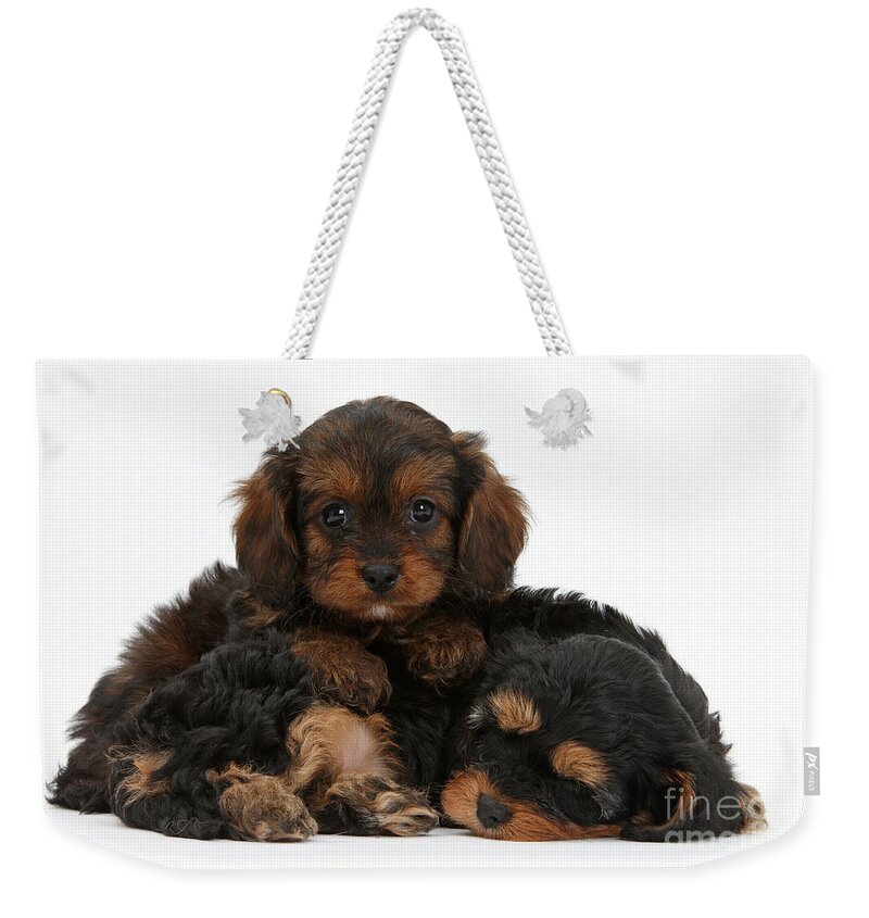 Dog Weekender Tote Bag featuring the photograph Sleepy Cavapoo Pups by Mark Taylor