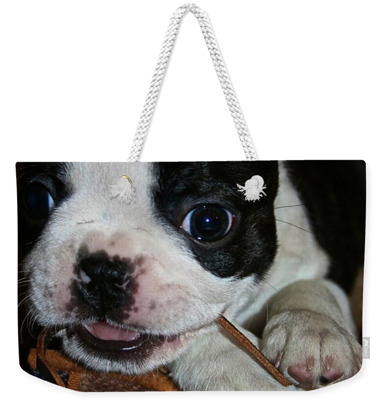 Boston Terrier Puppy Weekender Tote Bag featuring the photograph Slipper Thief by Susan Herber