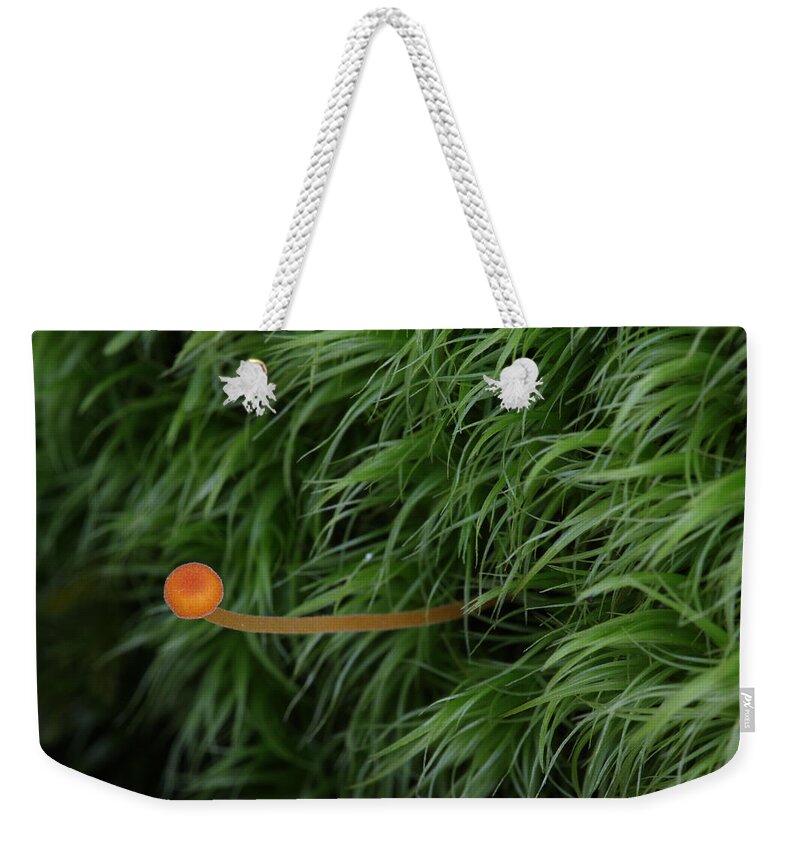 Nature Weekender Tote Bag featuring the photograph Small Orange Mushroom In Moss by Daniel Reed
