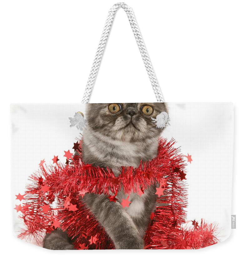 Animal Weekender Tote Bag featuring the photograph Smoke Exotic Kitten by Jane Burton