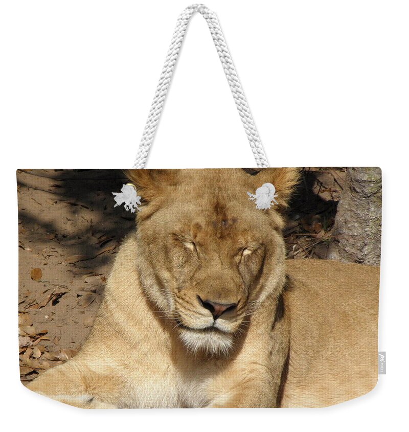 Lion Weekender Tote Bag featuring the photograph Snoozing by Kim Galluzzo Wozniak