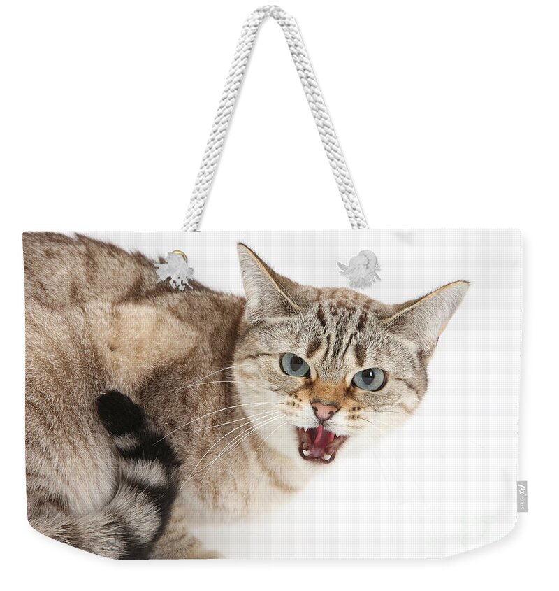 Sepia Snow Bengal Weekender Tote Bag featuring the photograph Snow Bengal-cross Cat by Mark Taylor