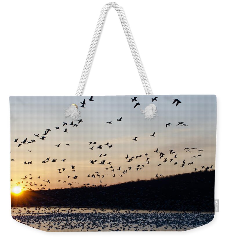 Snow Geese Weekender Tote Bag featuring the photograph Snow Geese at Sunrise by Crystal Wightman
