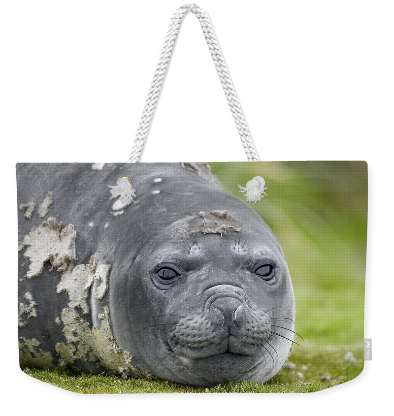 00444095 Weekender Tote Bag featuring the photograph Southern Elephant Seal Female Grytviken by Suzi Eszterhas