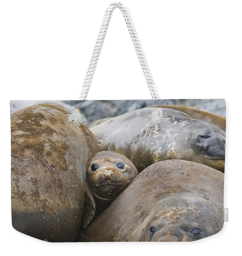 00429536 Weekender Tote Bag featuring the photograph Southern Elephant Seal Group Antarctica by Flip Nicklin