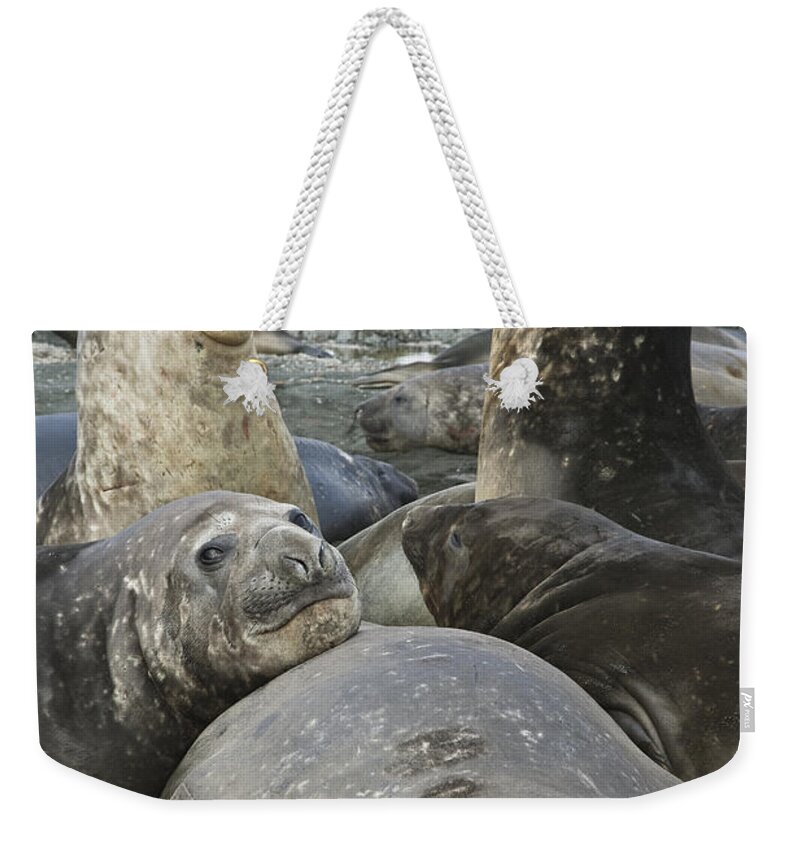 00427967 Weekender Tote Bag featuring the photograph Southern Elephant Seal Juveniles by Colin Monteath
