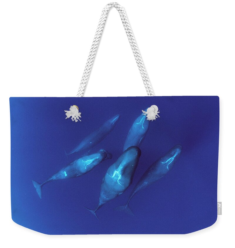 00114207 Weekender Tote Bag featuring the photograph Sperm Whale Pod Dominica by Flip Nicklin