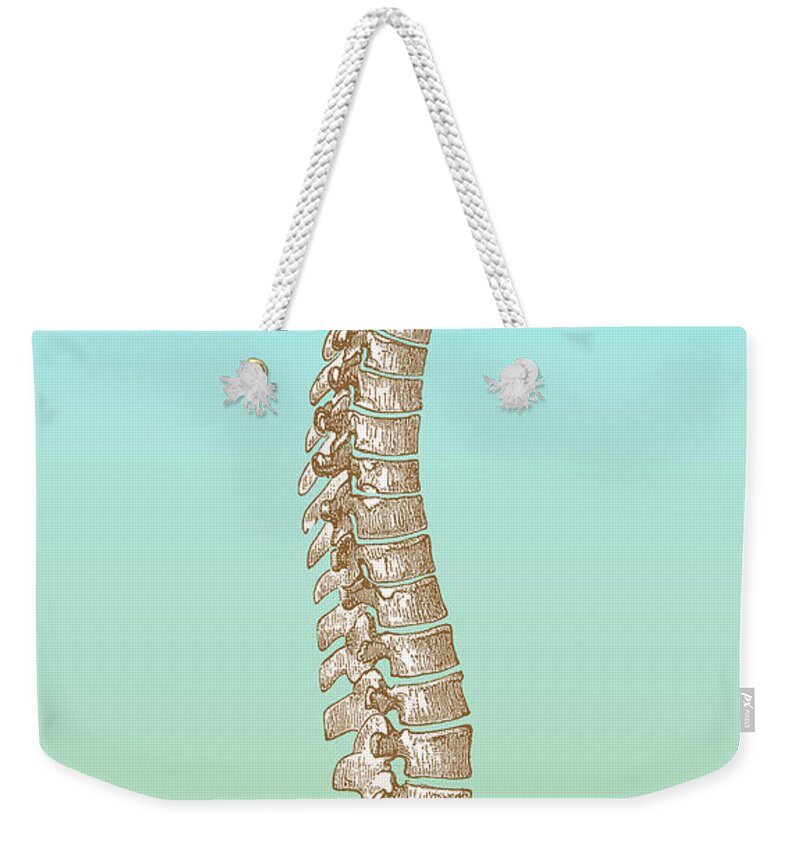 Illustration Weekender Tote Bag featuring the photograph Spinal Column by Science Source