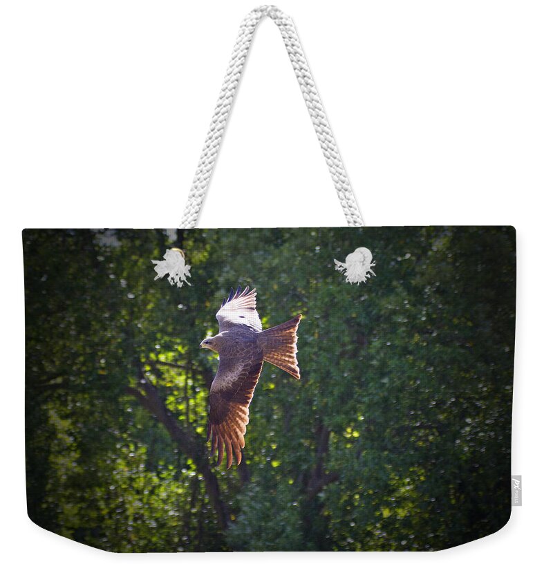 Whistling Kite Weekender Tote Bag featuring the photograph Spreading My Wings by Douglas Barnard