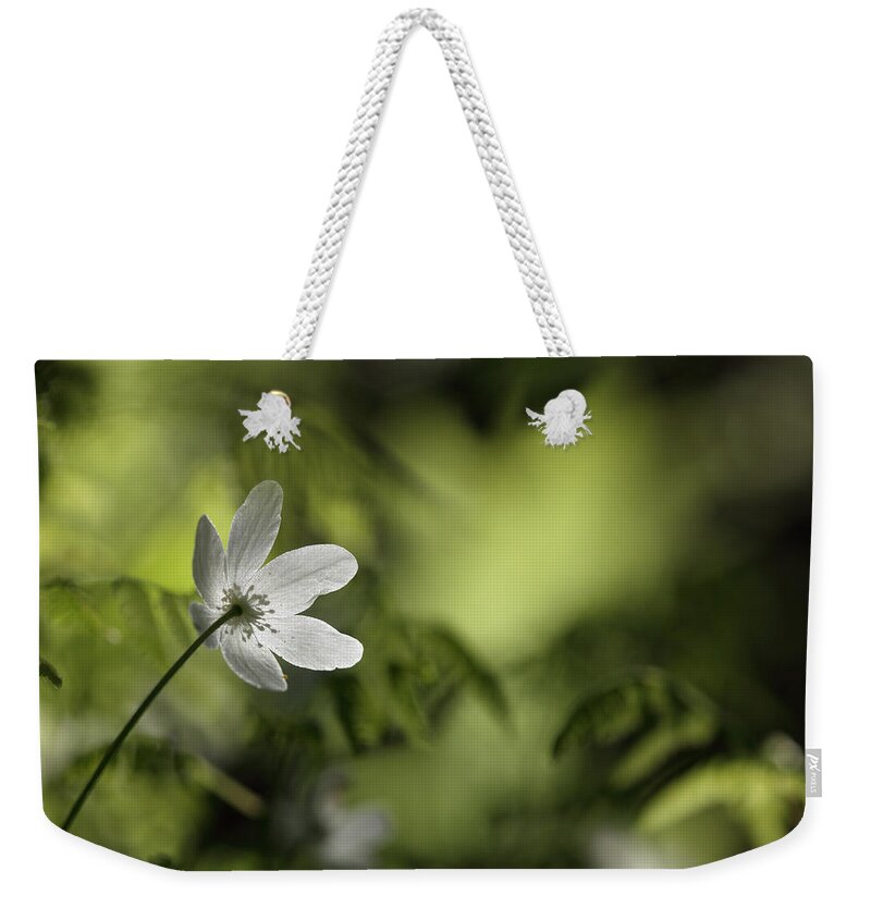 Nature Weekender Tote Bag featuring the photograph Spring anemone by Ulrich Kunst And Bettina Scheidulin