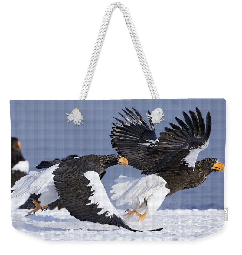 00782260 Weekender Tote Bag featuring the photograph Stellers Sea Eagle Chase by Sergey Gorshkov