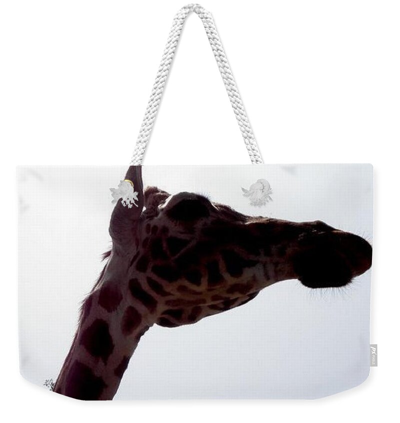 Giraffe Weekender Tote Bag featuring the photograph Stretch by Kim Galluzzo Wozniak