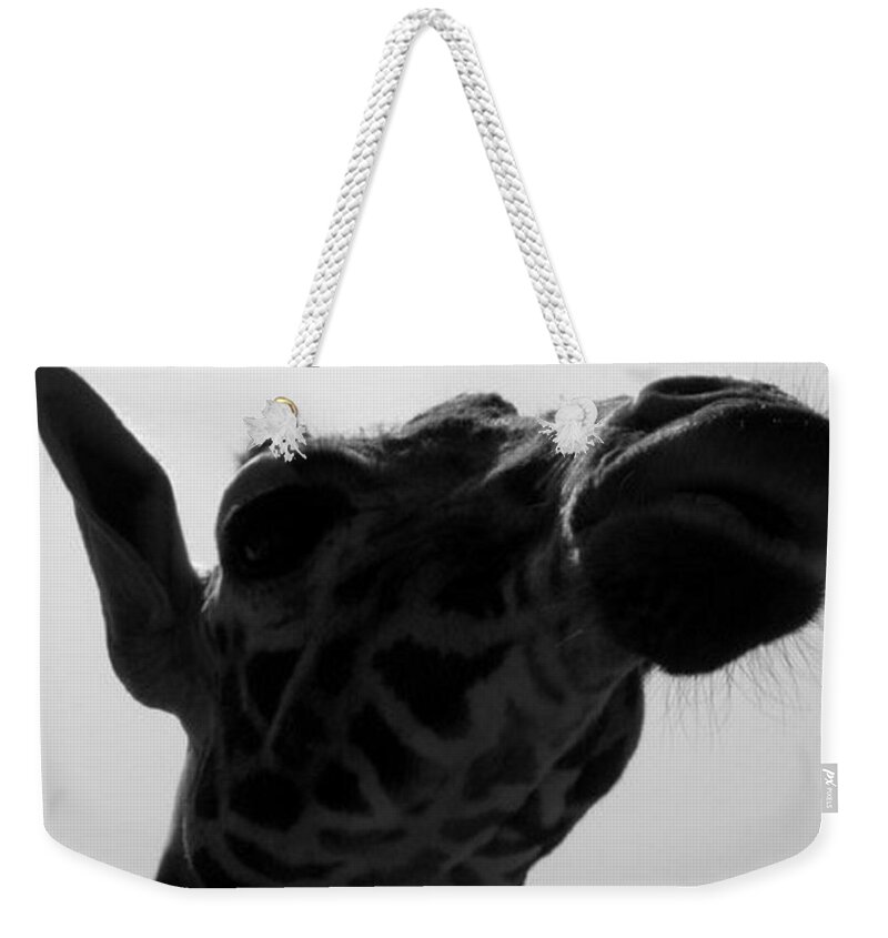 Giraffe Weekender Tote Bag featuring the photograph Strike A Pose by Kim Galluzzo Wozniak