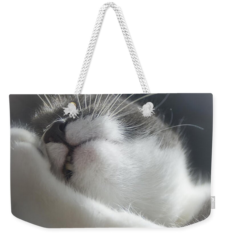 Vicki Ferrari Photography Weekender Tote Bag featuring the photograph Sully Sunning by Vicki Ferrari Photography