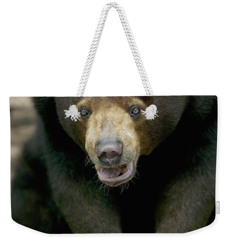 Mp Weekender Tote Bag featuring the photograph Sun Bear Helarctos Malayanus Portrait by Cyril Ruoso
