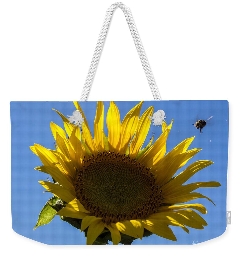 Sunflower Weekender Tote Bag featuring the photograph Sunflower for snack by Darleen Stry